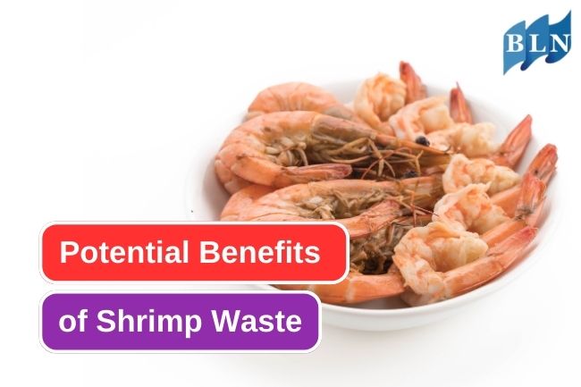 This Is What Shrimp Waste Can Turn Into